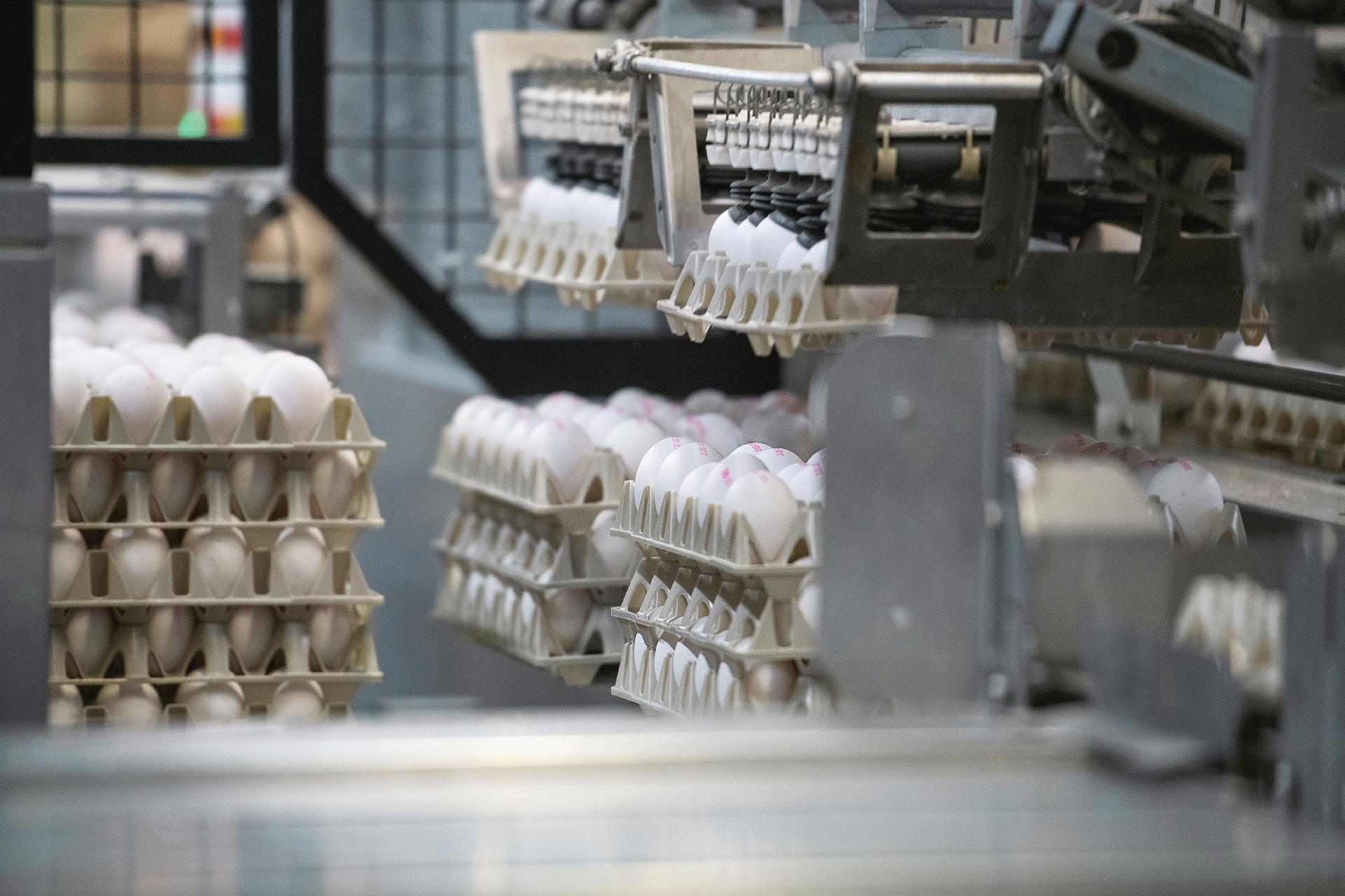 Sortierung der Eier für den Lebensmittelmarkt